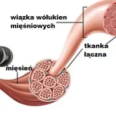 Czy zakwasy po treningu są dobre czy szkodliwe dla mięśni?