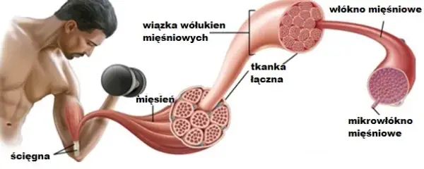 Czy zakwasy po treningu są dobre czy szkodliwe dla mięśni?